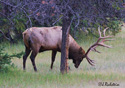 Cervus elaphus nelsoni